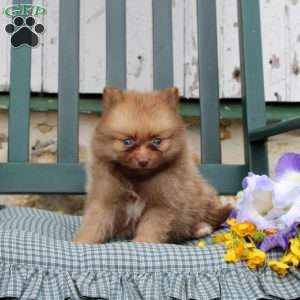 Bently, Pomeranian Puppy